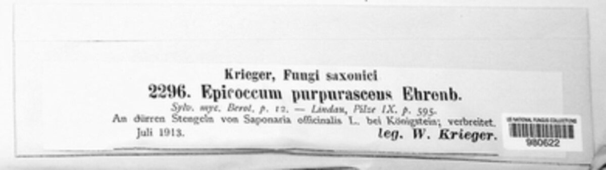 Epicoccum nigrum image